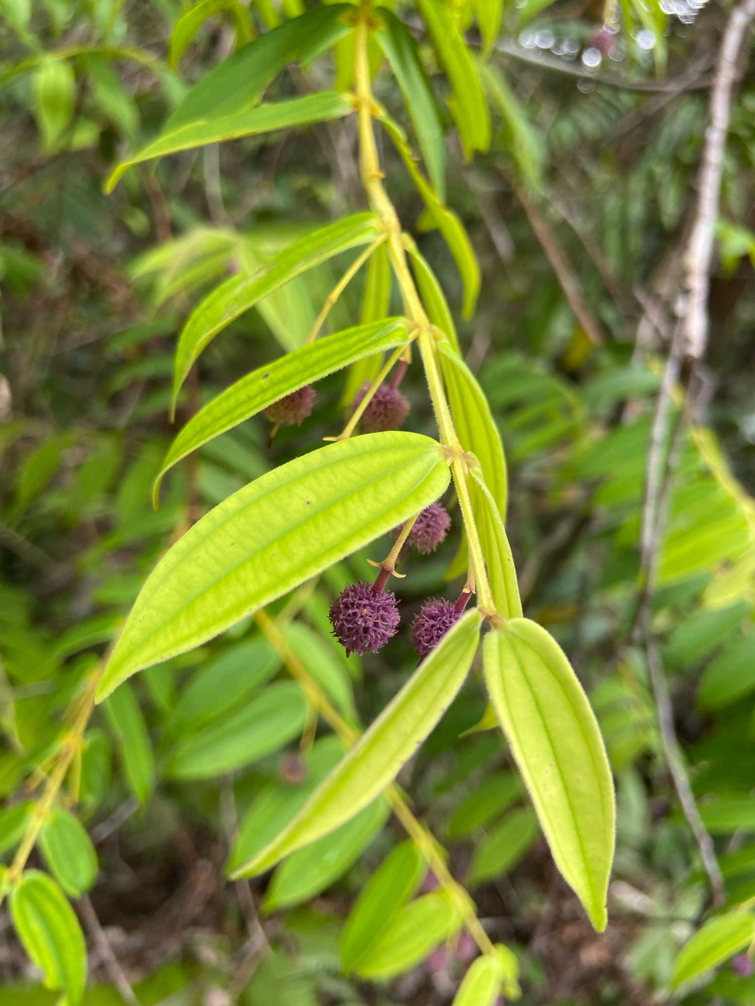 Pternandra azurea