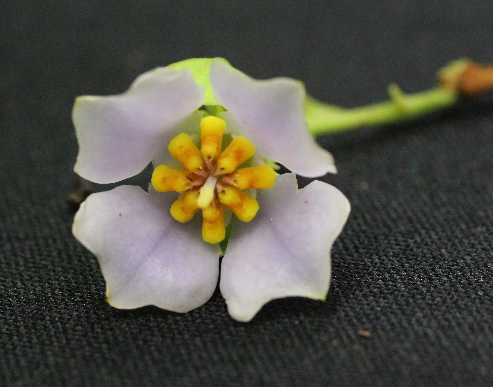 Pternandra close up