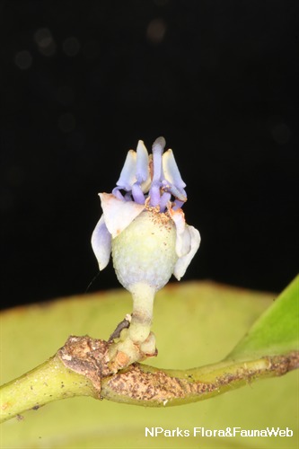 P. coerulescens