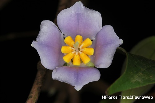 Pternandra echinata