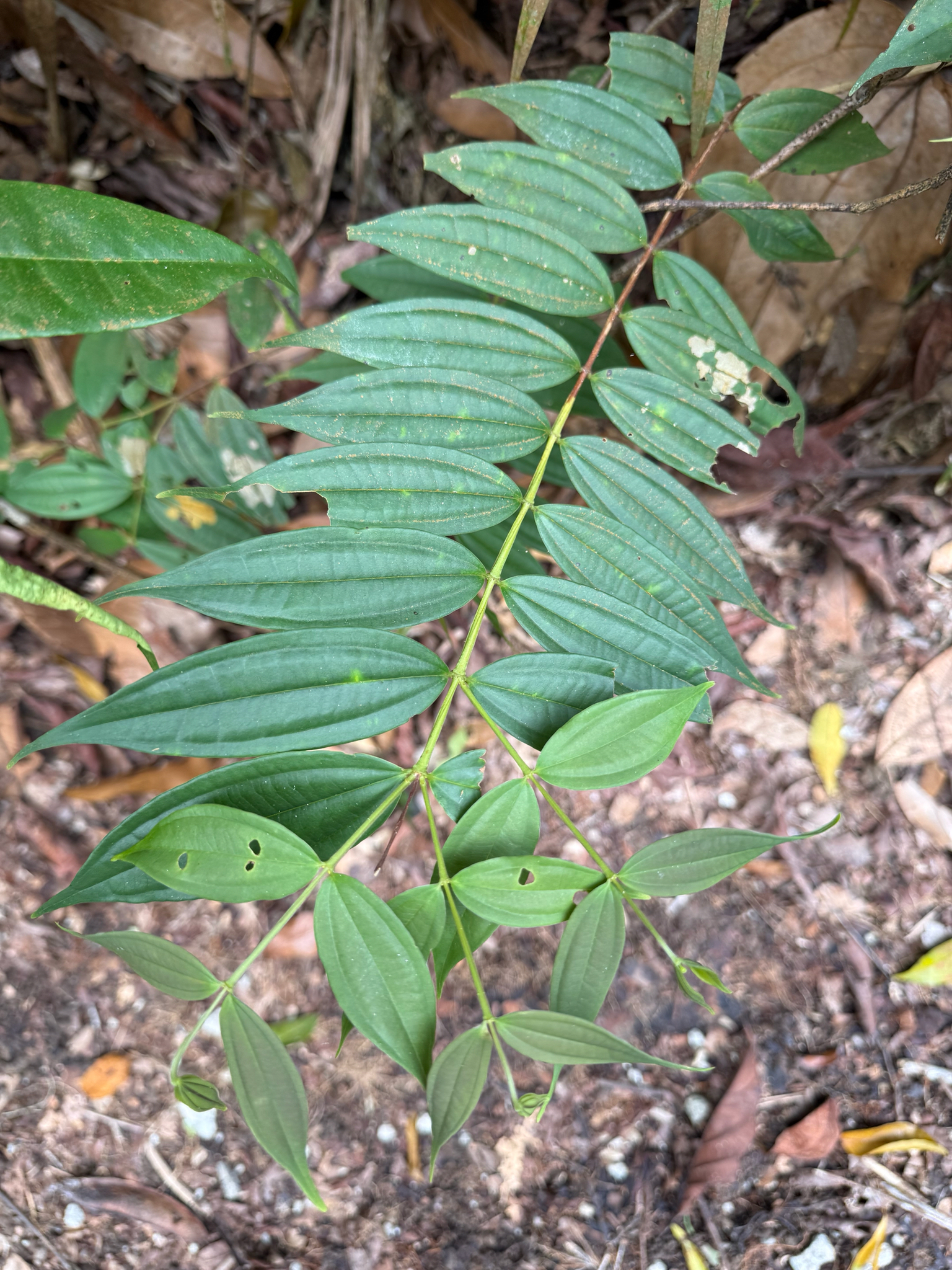 Pternandra echinata
