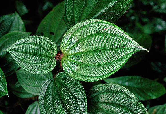 Venation Pattern Melastomataceae